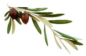 olive-branch